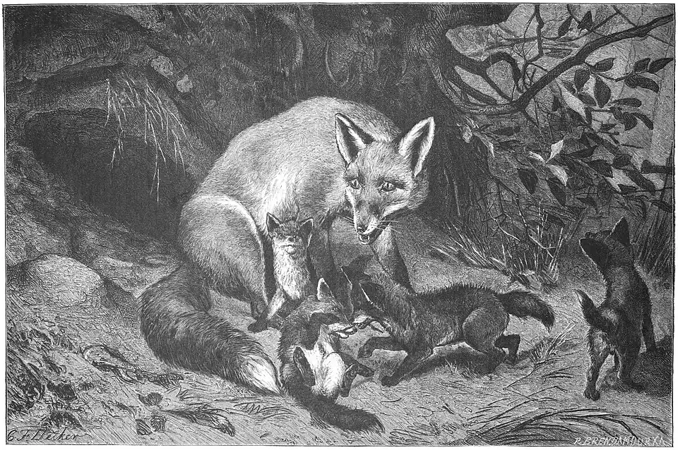 Die Gartenlaube (1884) b 461.jpg (S) Die Fuchsfamilie Originalzeichnung von C. F. Deiker
