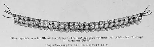 Die Gartenlaube (1884) b 630_1.jpg Blumengewinde von der Mumie Amenhotp I. Originalzeichnung von Prof. G. Schweinfurthder