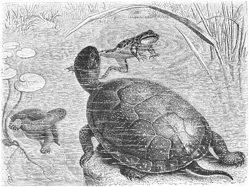 Die Gartenlaube (1884) b 732.jpg Die Sumpfschildkröte auf der Jagd Originalzeichnung von Emil Schmidt