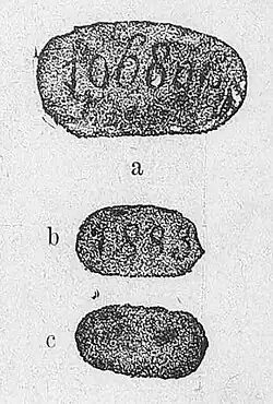 Die Gartenlaube (1884) b 746.jpg Bild 1