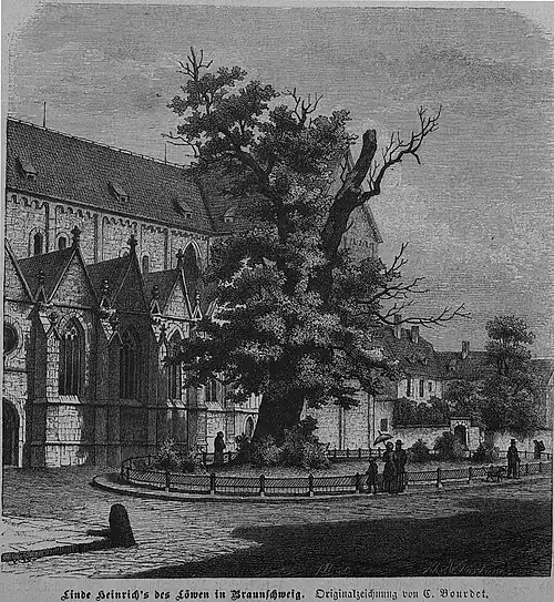 Die Gartenlaube (1885) b 241.jpg Linde Heinrich’s des Löwen in Braunschweig