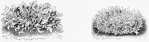 Die Gartenlaube (1885) b 271_4.jpg Krause Endivie und Moos Endivie