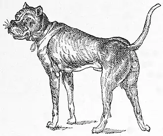 Die Gartenlaube (1885) b 319_1.jpg Canis molossus