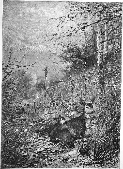 Die Gartenlaube (1885) b 405.jpg Am Waldessaum