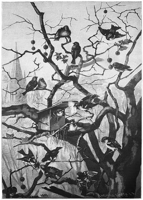 Die Gartenlaube (1885) b 781.jpg Im Spatzenklub (S)