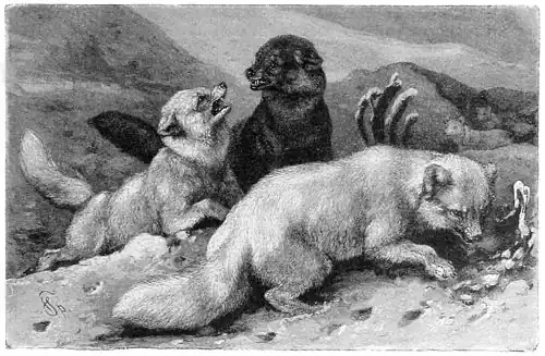 Die Gartenlaube (1886) b 051.jpg Eisfüchse. (F. Specht)