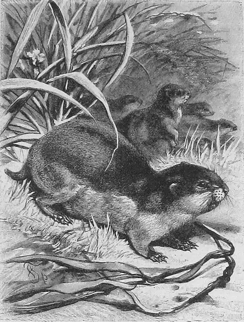 Die Gartenlaube (1886) b 071.jpg Der Lemming (F. Specht)