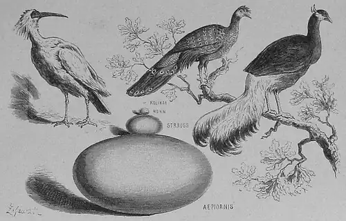 Die Gartenlaube (1886) b 318.jpg Ibis nipon, Pfauen-, Ohrfasan und einer Eierkollektion Originalzeichnung von Gustav Zafaurek