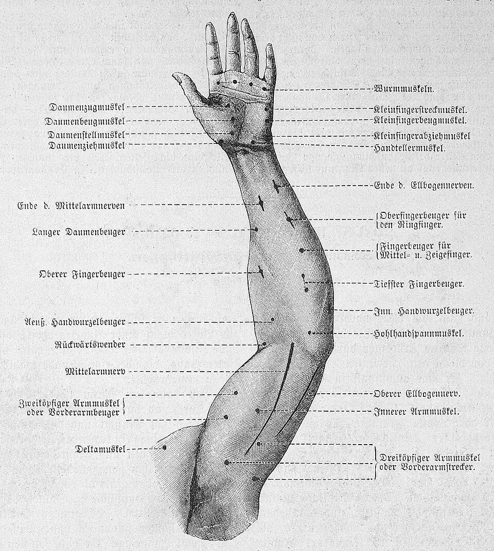 Die Gartenlaube (1886) b 509_1.jpg Die sogenannten elektromotorischen Nerven- und Muskelpunkte des Armes und der Hand