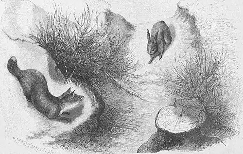 Die Gartenlaube (1886) b 635.jpg Wegelagernder Fuchs