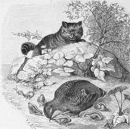 Die Gartenlaube (1886) b 636.jpg Wildkatze, ein Volk Haselhühner beschleichend