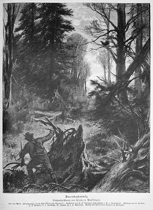 Die Gartenlaube (1887) b 397.jpg Auerhahnfalz. Originalzeichnung von Franz v. Pausinger.