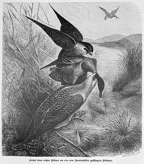 Die Gartenlaube (1887) b 684.jpg Kampf eines rothen Milans um eine vom Wanderfalken geschlagene Wildente.