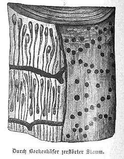 Die Gartenlaube (1888) b 162_4.jpg Durch Borkenkäfer zerstörter Stamm