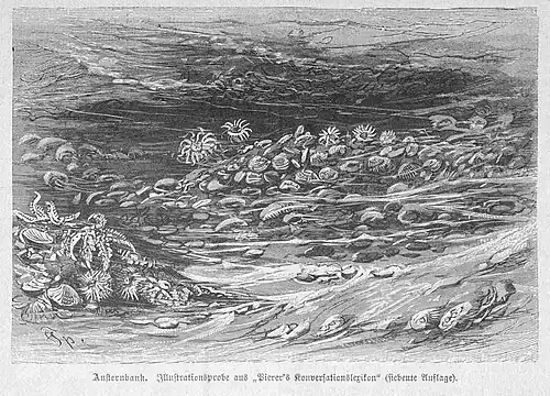 Die Gartenlaube (1888) b 163.jpg Austernbank. Illustrationsprobe aus „Pierer’s Konversationslexikon“ (siebente Auflage). (Friedrich Specht)