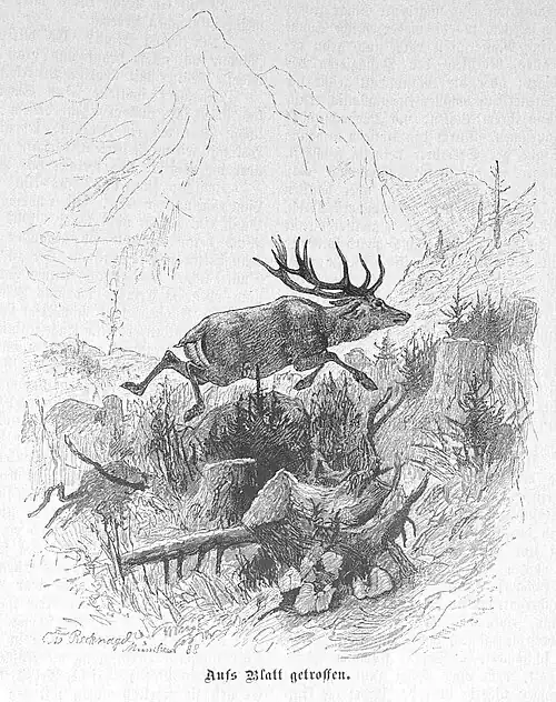 Die Gartenlaube (1888) b 381.jpg Aufs Blatt getroffen