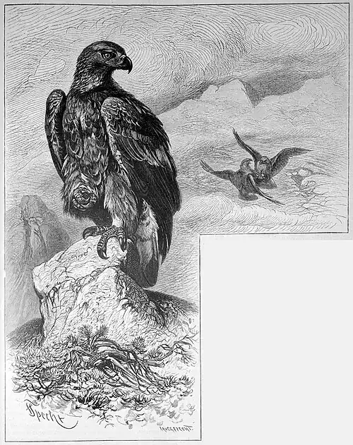 Die Gartenlaube (1888) b 817.jpg 1. Herrscher: Stein und Goldadler (Friedrich Specht)