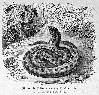 Die Gartenlaube (1888) b 857.jpg Istrianische Natter, einen Angriff abwehrend (Gustav Mützel)