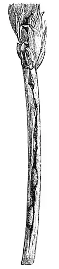 Die Gartenlaube (1889) b 052_2.jpg Oberes Halmstück von Weizen mit der Fraßstelle welche durch die Wegnahme der Scheide bloßgelegt ist.