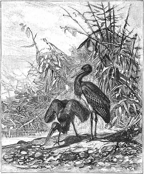 Die Gartenlaube (1889) b 318.jpg Schwarze Störche