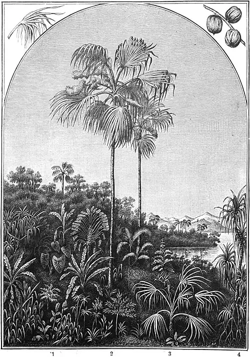 Die Gartenlaube (1889) b 341.jpg Eine Fürstin unter den Palmen