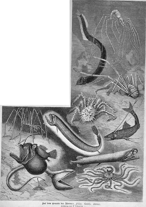 Die Gartenlaube (1890) b 081.jpg Auf dem Grund des Meeres: Fische. krebse. Spinne.