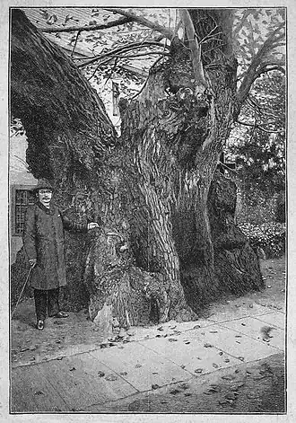 Die Gartenlaube (1890) b 130.jpg Deutschlands merkwürdige Bäume: DIe Kaditzer Linde