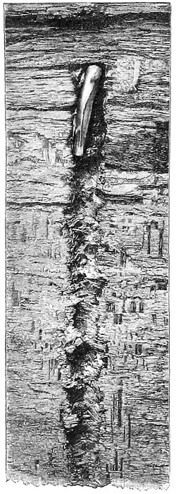 Die Gartenlaube (1890) b 160_2.jpg Ende des Schußkanals eines kleinkalibrigen Nickelmantelgeschosses in trockenem Buchenholz