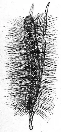 Die Gartenlaube (1890) b 762_1.jpg a. Die Raupe (nat. Größe)