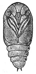 Die Gartenlaube (1890) b 763_1.jpg e. Puppe (doppelte Größe)