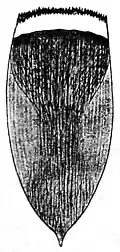 Die Gartenlaube (1890) b 764_1.jpg n. Hinterleibsschuppe des Weibchens (35fach vergrößert)