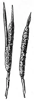 Die Gartenlaube (1890) b 764_3.jpg p. Eiernester (nat. Größe)