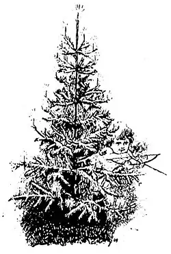 Die Gartenlaube (1890) b 816.jpg Tanne mit Engel