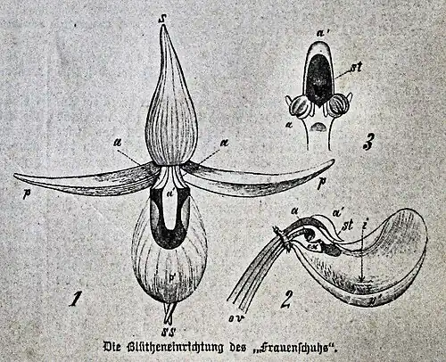 Die Gartenlaube (1891) b 173 2.jpg