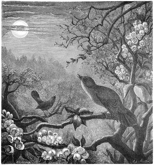 Die Gartenlaube (1892) b 353.jpg Nachtigallen im Wettgesang. Nach einer Zeichnung von Adolf Müller