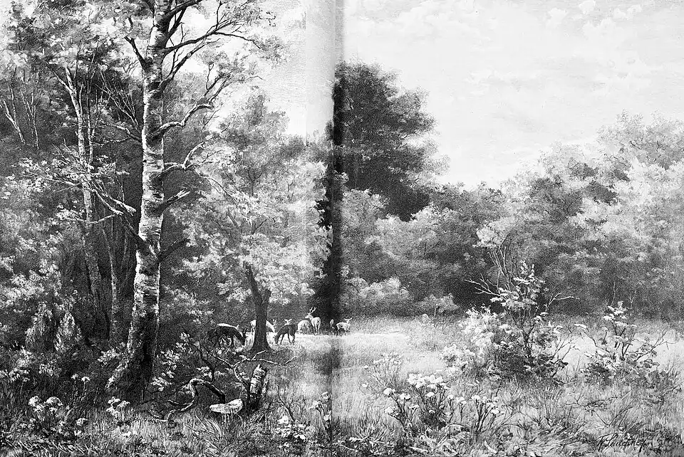 Die Gartenlaube (1892) b 568.jpg Waldwiese(D)