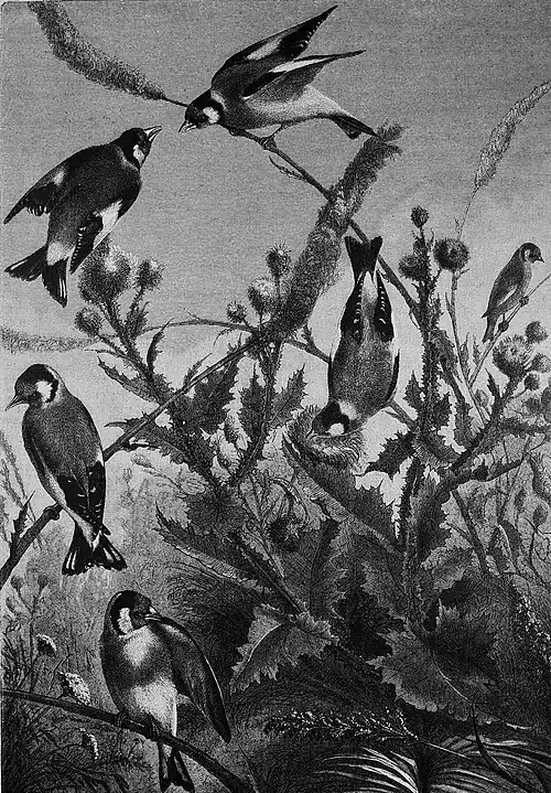 Die Gartenlaube (1892) b 692.jpg Gruppe von Distelfinken