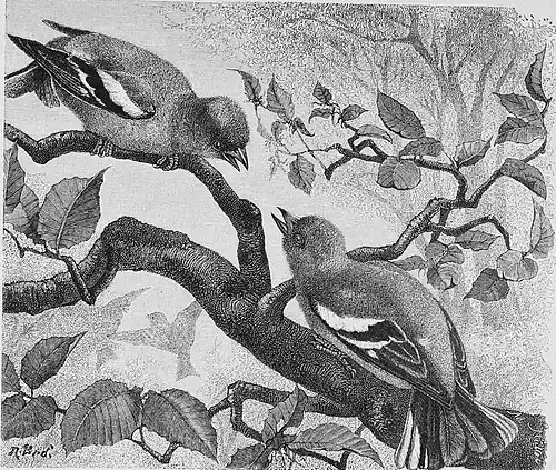 Die Gartenlaube (1892) b 693.jpg Buchfinken im Minnestreit