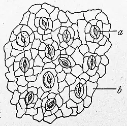 Die Gartenlaube (1892) b 797.jpg Ein Stückchen von der Unterseite eines Buchenblattes(S)