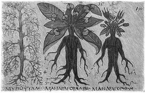 Die Gartenlaube (1893) b 030_2.jpg Abbildungen von Mandragorapflanzen in dem Codex Neapolitanus der Wiener Hofbibliothek