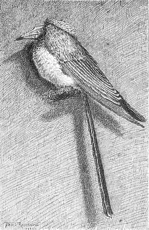 Die Gartenlaube (1893) b 317_1.jpg Hermann schläft
