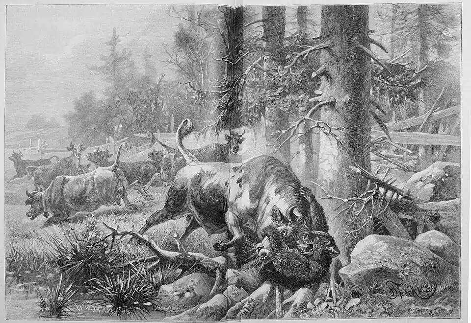Die Gartenlaube (1895)_b_104.jpg Stier im Kampf mit einem Bären (D)