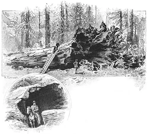 Die Gartenlaube (1895)_b_229_1.jpg „Der Vater des Waldes“
