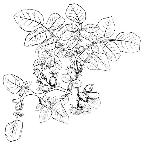 Die Gartenlaube (1895)_b_308_1.jpg Fig. 1. Kartoffelpflanze mit Knollen auf den Zweigen (nach Vöchting)