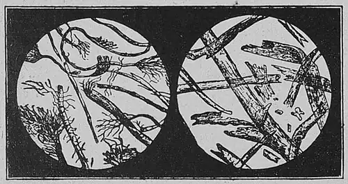 Die Gartenlaube (1895)_b_491_1.jpg Papierfasern