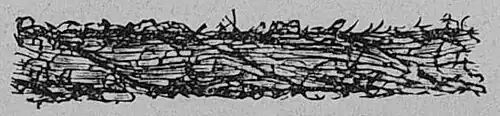 Die Gartenlaube (1895)_b_491_2.jpg Wollbestäubter Papierfaden