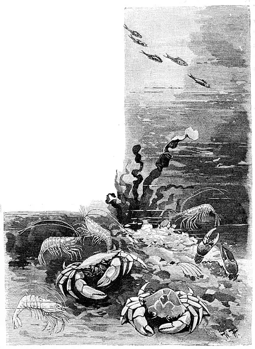 File:Die Gartenlaube (1896) b 0556.jpg Krabben und Granaten Schulte vom Brühl