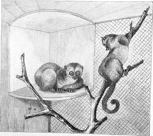 Die Gartenlaube (1897) b 068.jpg Zwergmaki (Microcebus myoximus). Nach dem Leben gezeichnet von Anna Matschie-Held