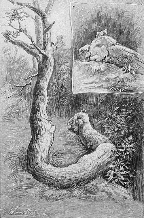 Die Gartenlaube (1897) b 164.jpg Deutschlands merkwürdige Bäume: Die „Riesenschlangenkiefer“ bei Bendesdorf in Hannover. Nach der Natur gezeichnet von Herm. Stuhr