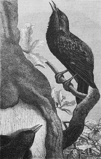 Die Gartenlaube (1897) b 325.jpg Stare in der Minnezeit